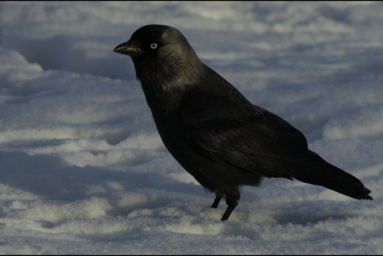Western Jackdaw